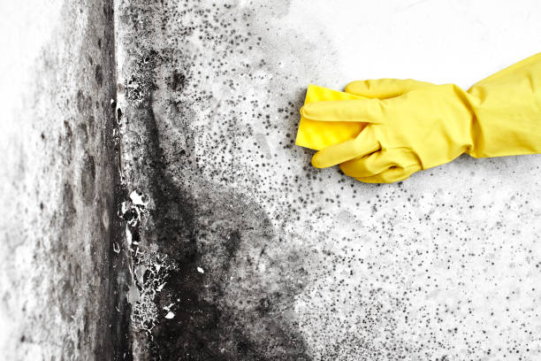 Mold Removal and Inspection in Philadelphia, PA