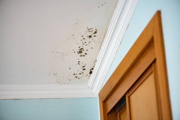 Professional Mold Removal in Philadelphia, PA